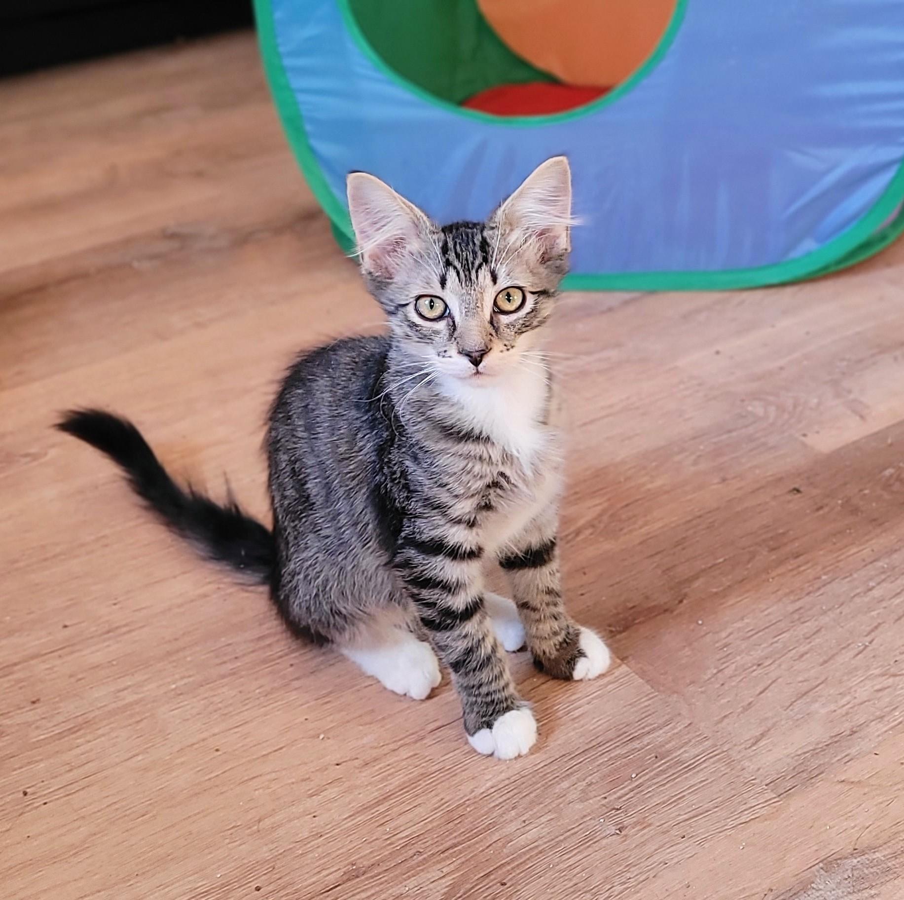 Gilly & Kermit, a Adoptable Domestic Medium Hair in Whitestown, IN image 5/6