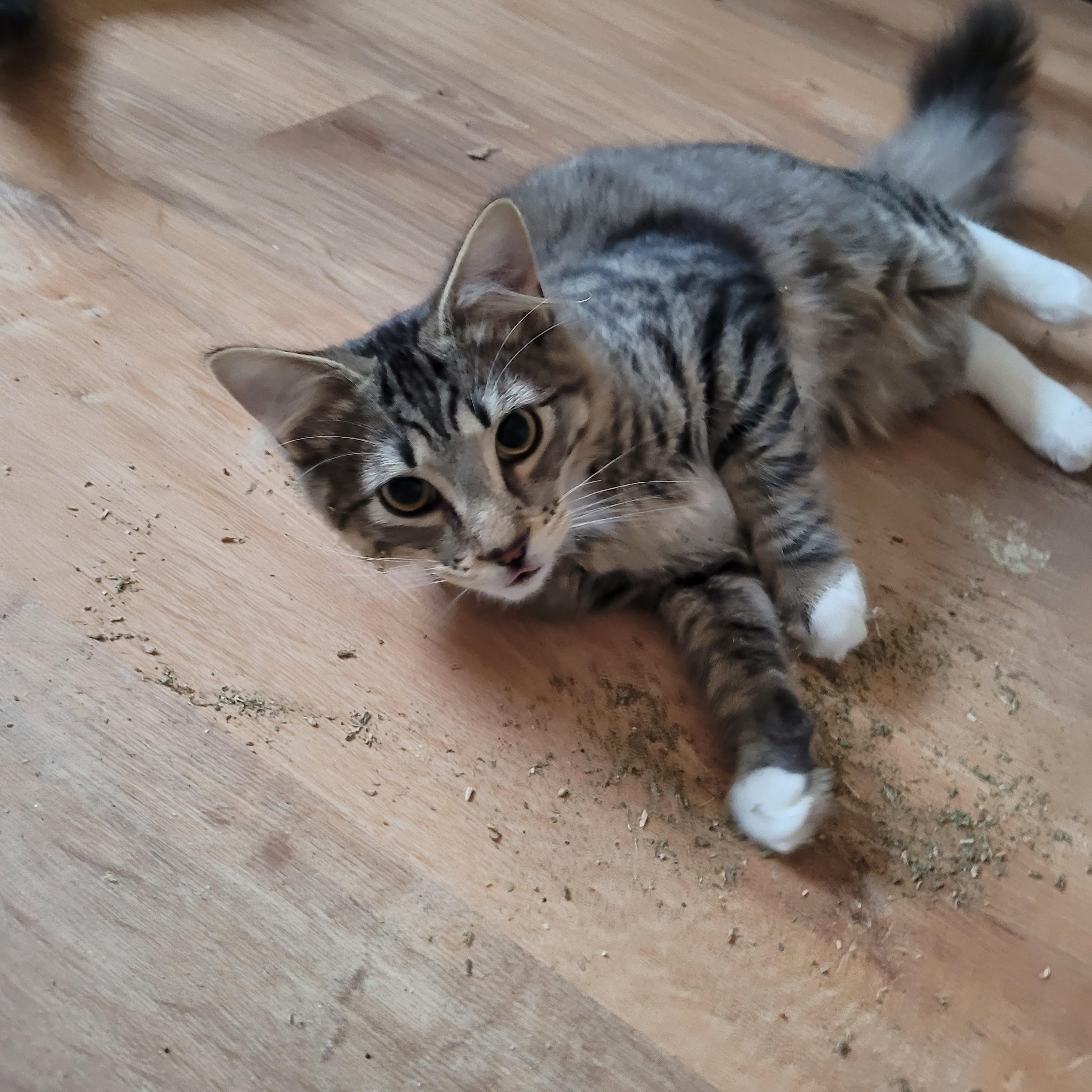 Gilly & Kermit, a Adoptable Domestic Medium Hair in Whitestown, IN image 2/6