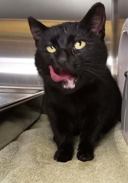 Enlarge Linda, a Adoptable mixed breed in Waupaca, WI image 1/1