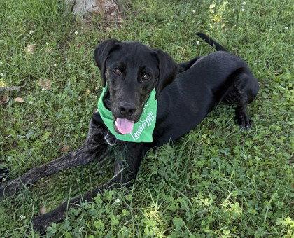 Boomer, Adoptable, Young Male Golden Retriever & Hound.