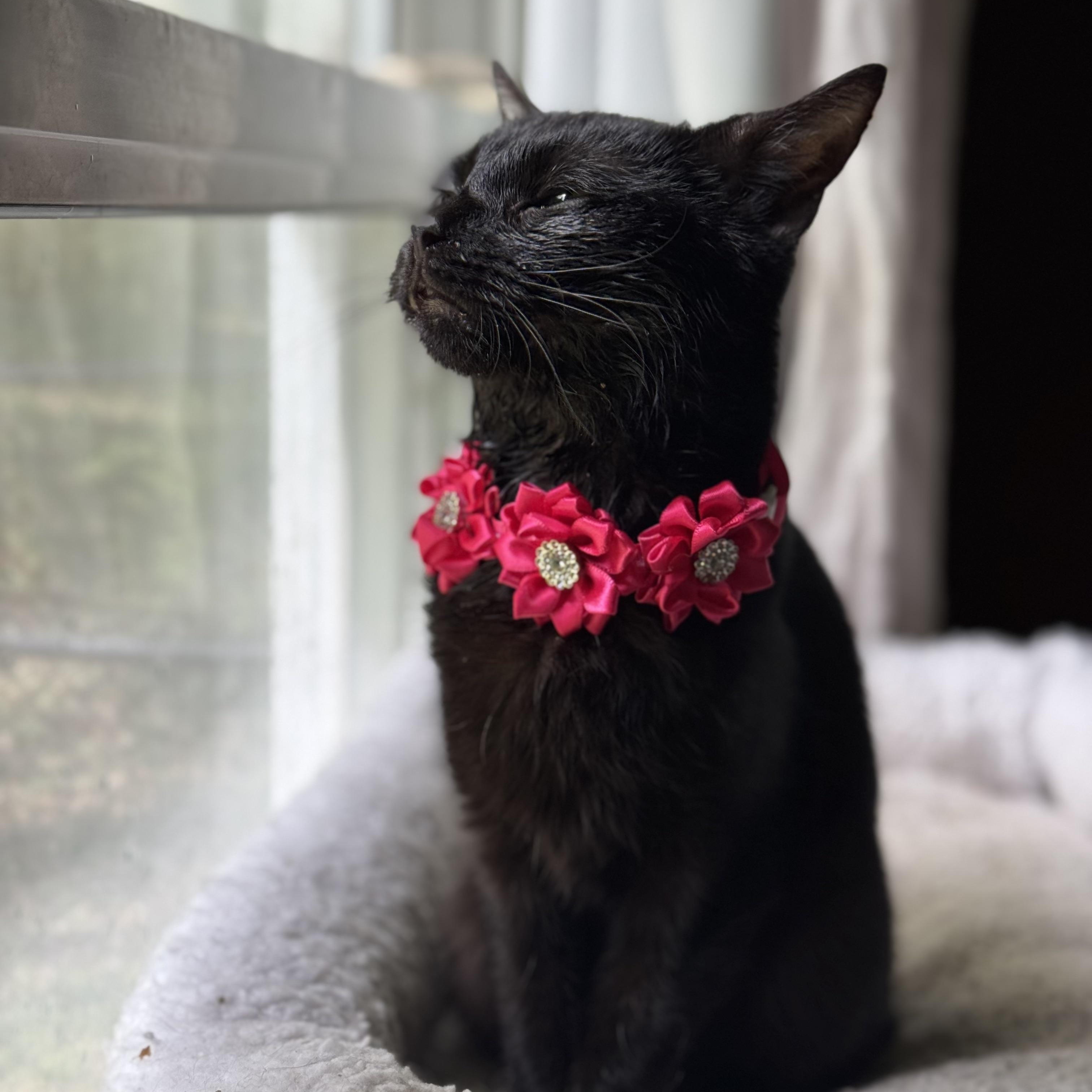 Bobbi (lil Bug), an adoptable Manx, Domestic Short Hair in Mount Holly, NC, 28120 | Photo Image 1