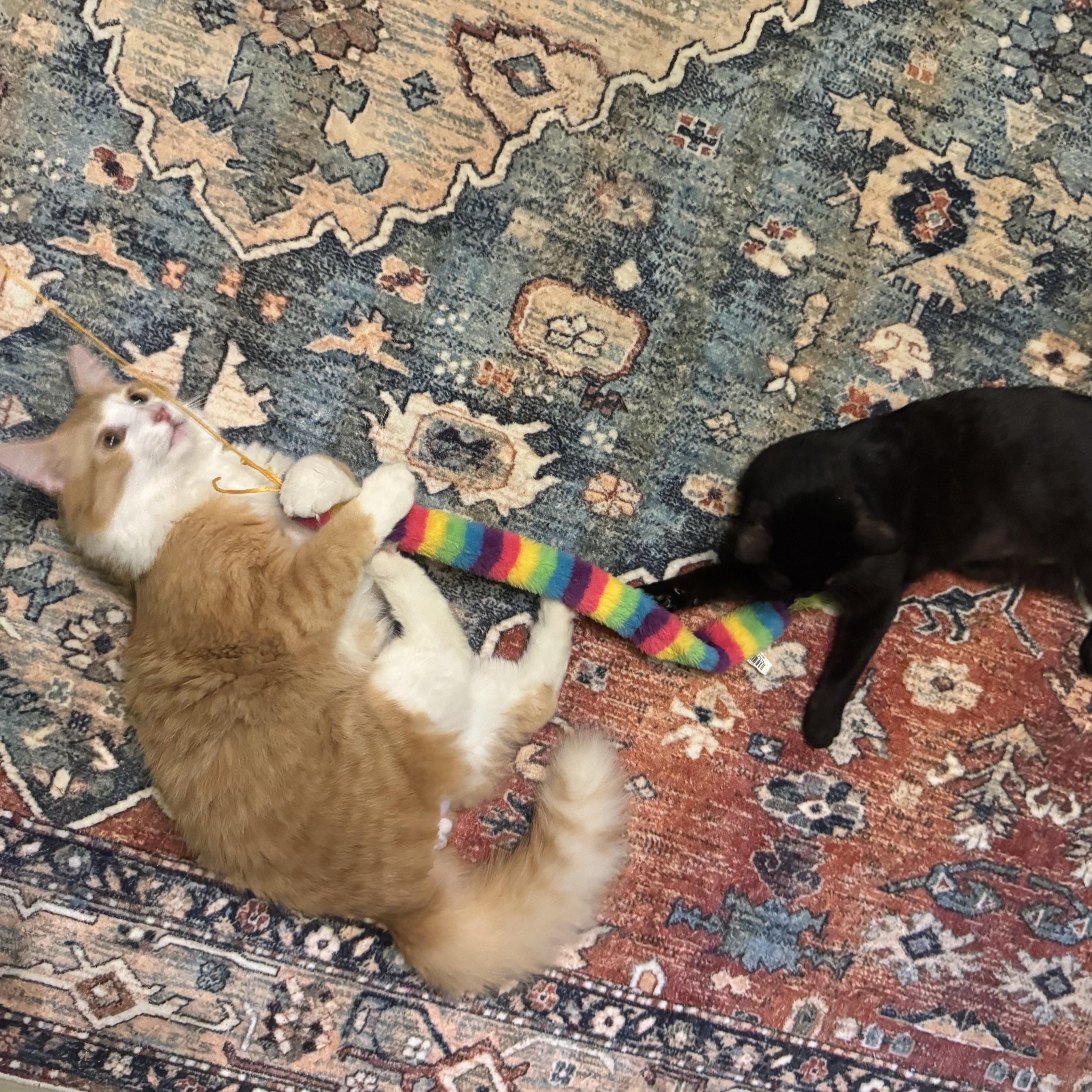 Enlarge Bobbi (lil Bug), a Adoptable mixed breed in Mount Holly, NC image 6/6