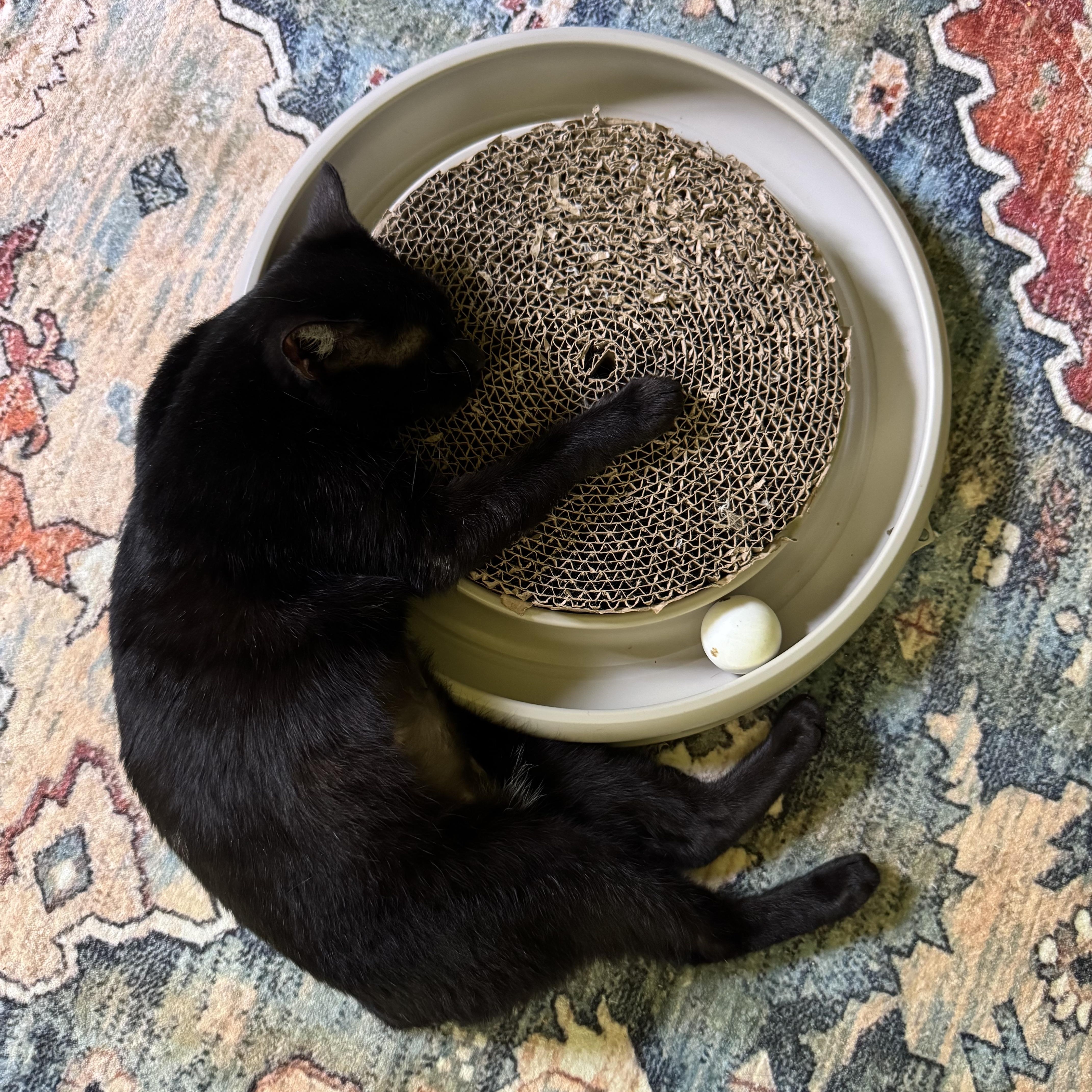 Bobbi (lil Bug), an adoptable Manx, Domestic Short Hair in Mount Holly, NC, 28120 | Photo Image 3