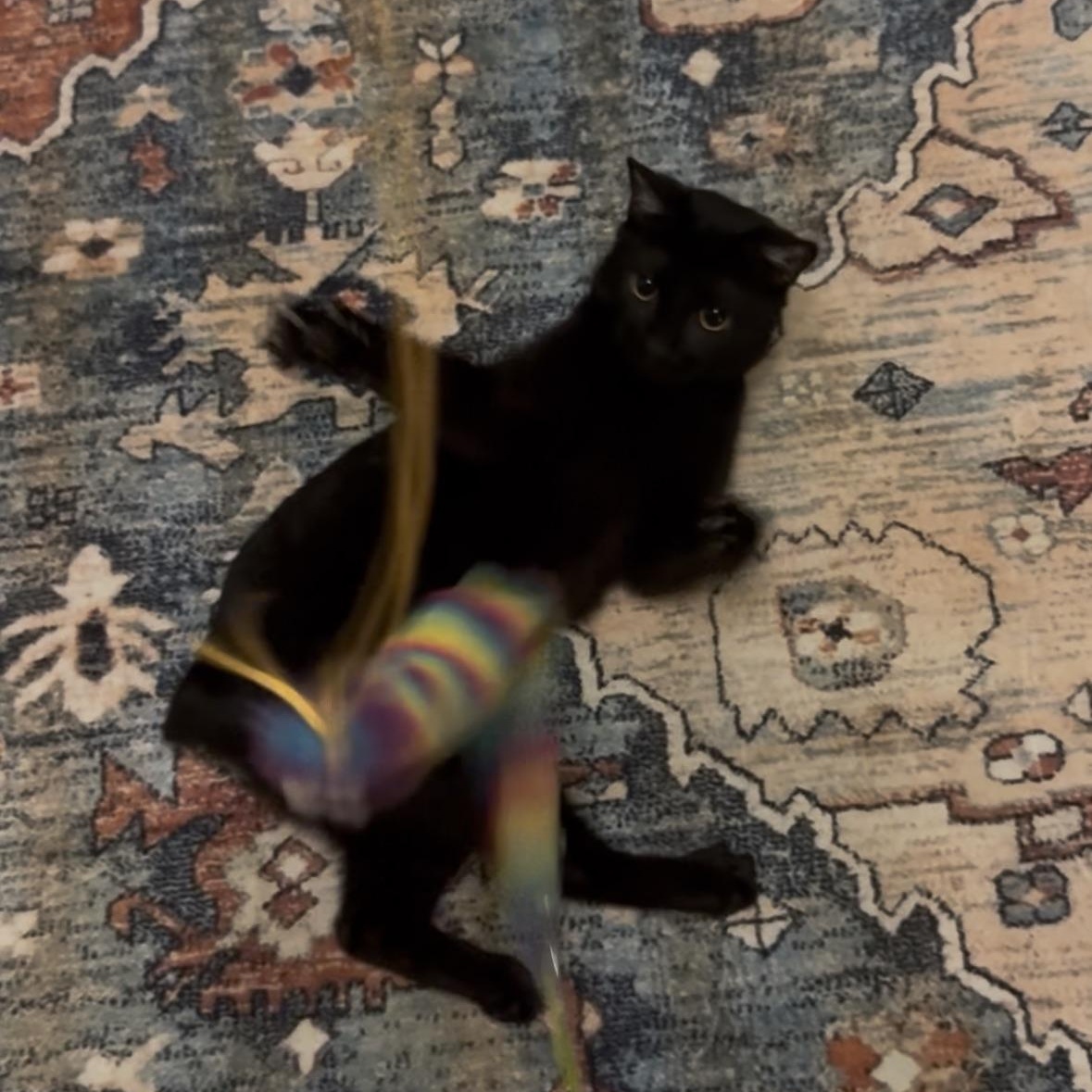 Bobbi (lil Bug), an adoptable Manx, Domestic Short Hair in Mount Holly, NC, 28120 | Photo Image 4