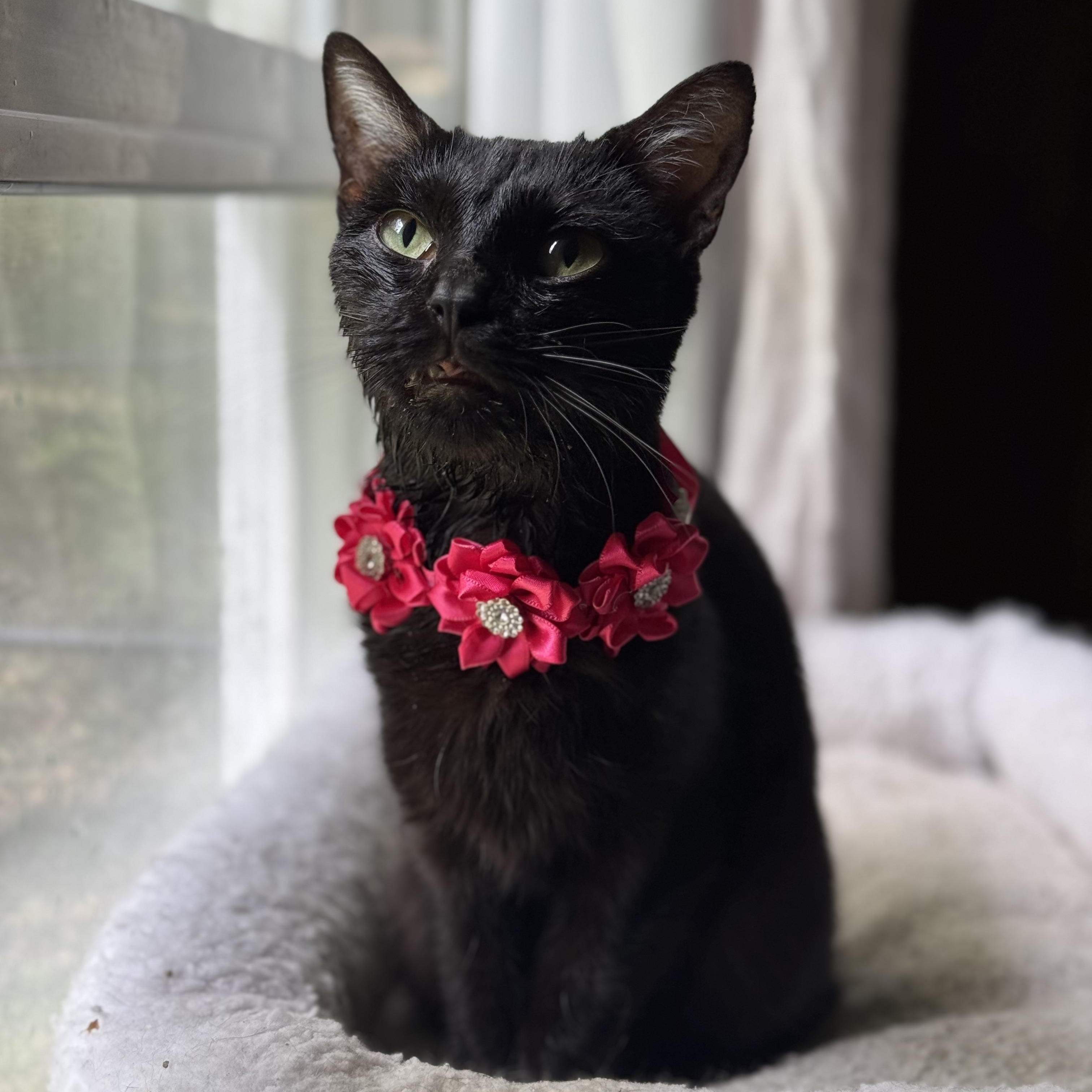 Enlarge Bobbi (lil Bug), a Adoptable mixed breed in Mount Holly, NC image 5/6