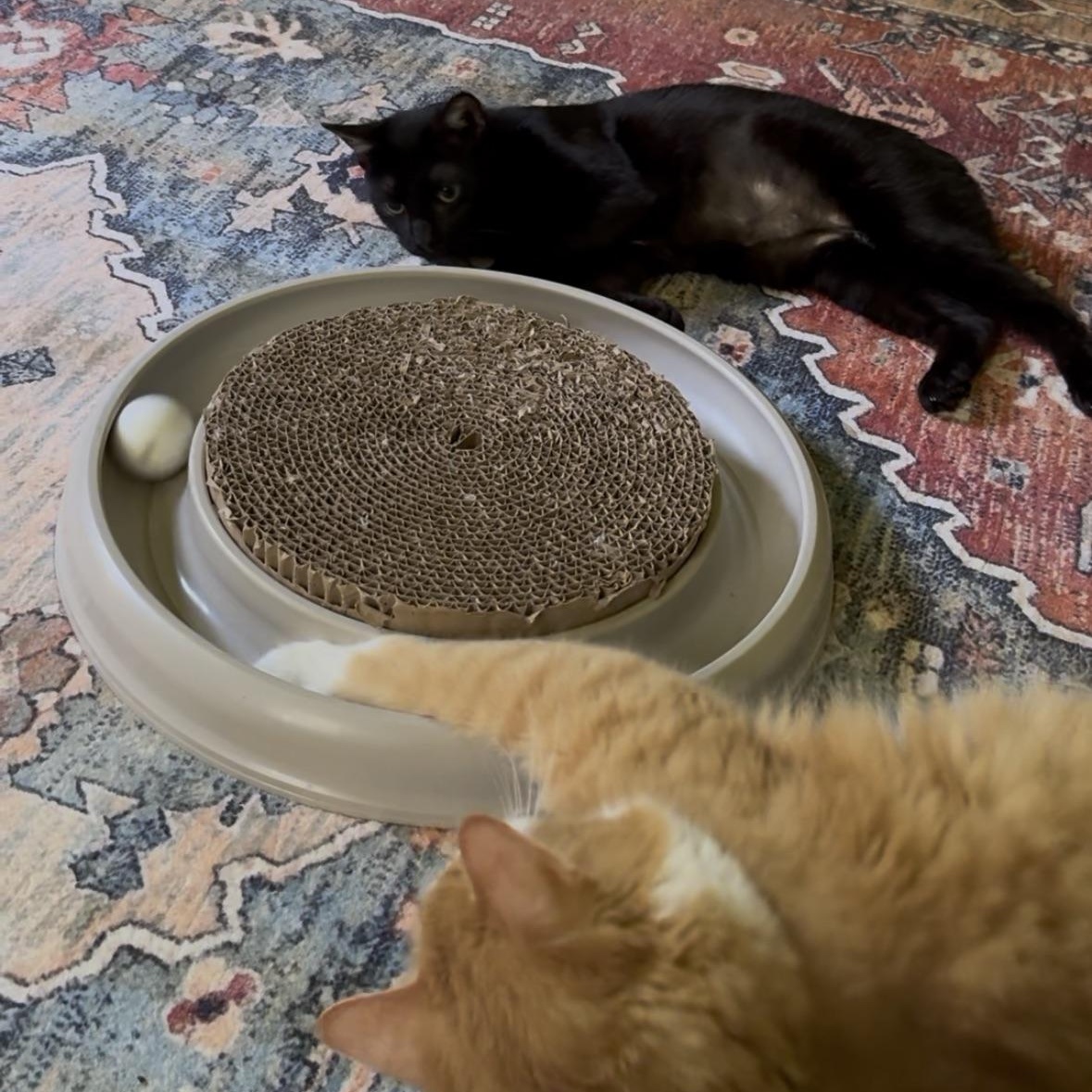 Bobbi (lil Bug), an adoptable Manx, Domestic Short Hair in Mount Holly, NC, 28120 | Photo Image 2