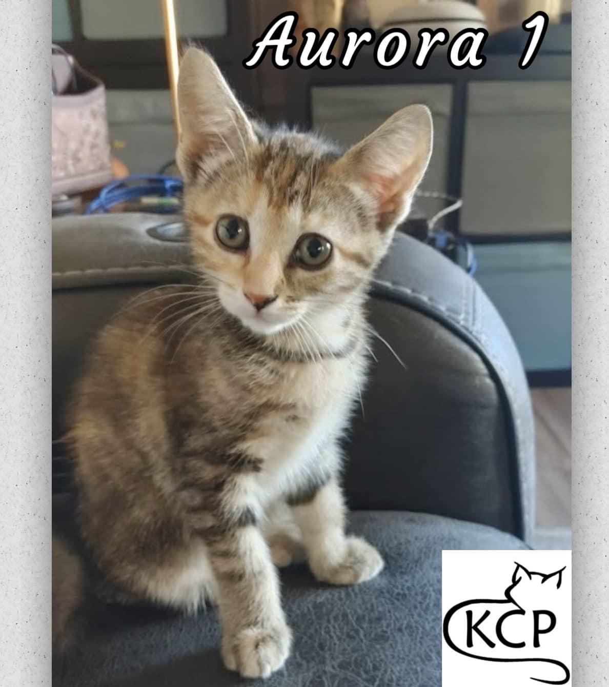 Aurora 1, an adoptable Domestic Short Hair in Courtenay, BC, V9N 7P1 | Photo Image 1