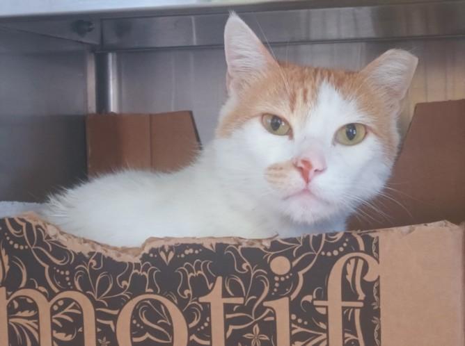 SESAME SEED, Adoptable, Adult Male Domestic Short Hair.