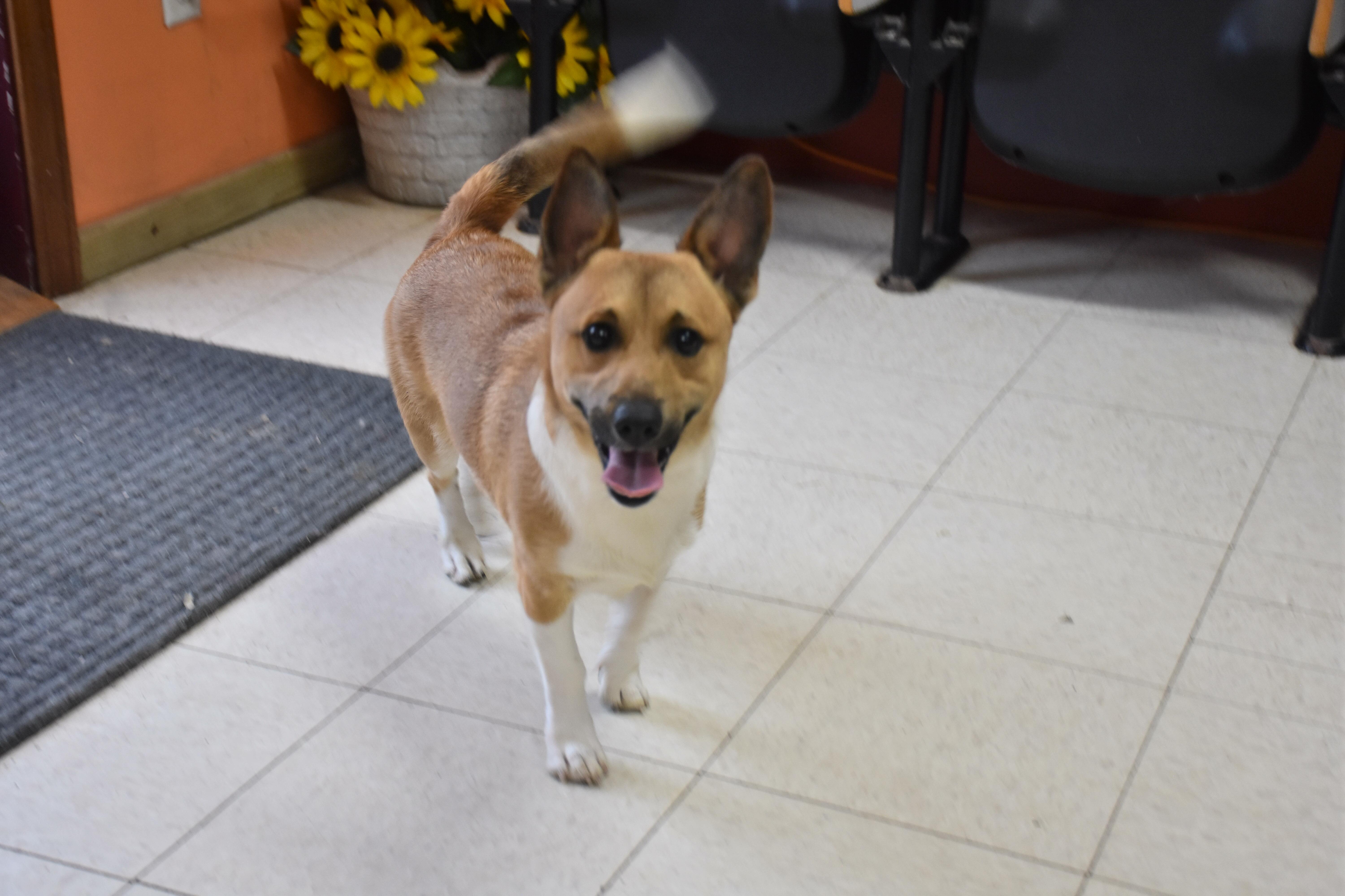 Enlarge Lasso, a ADOPTABLE Corgi in North Judson, IN image 1/1