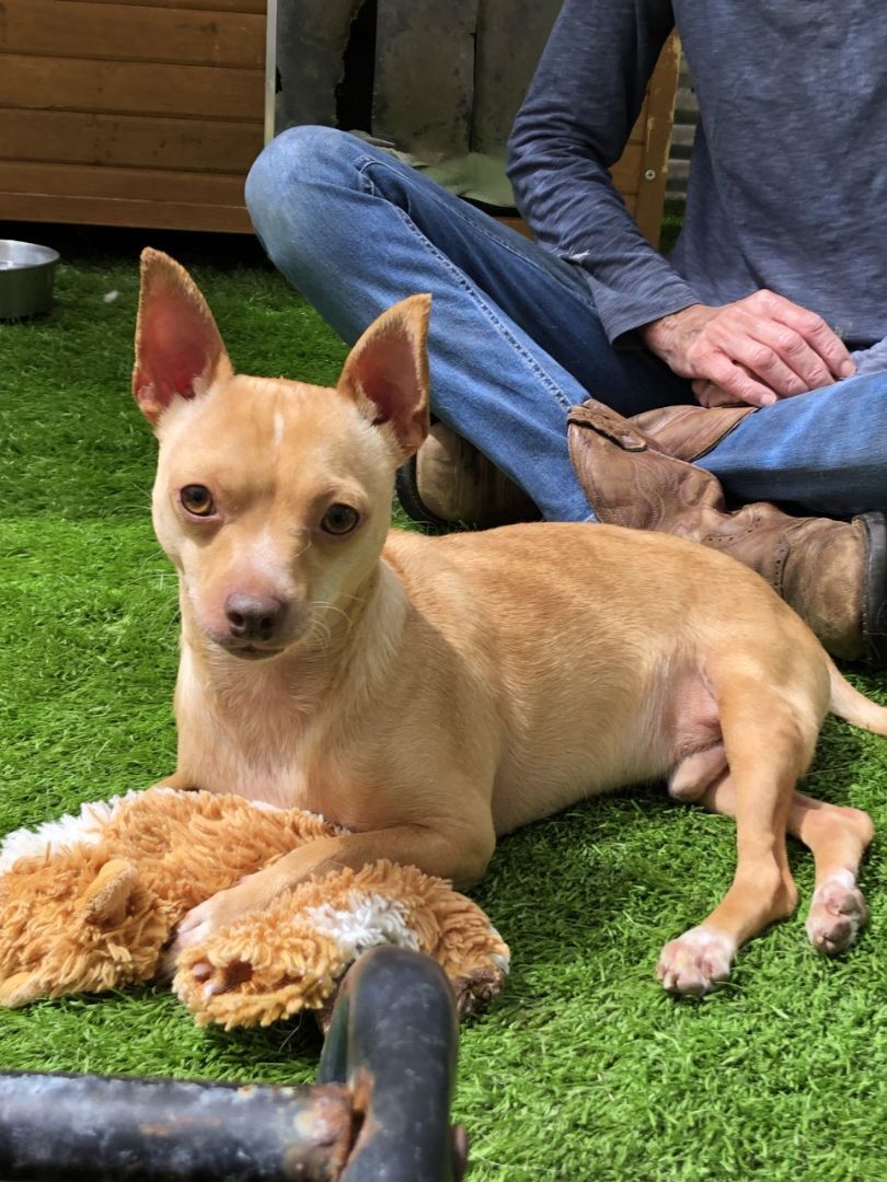 Charlie, a Adoptable mixed breed image 1/6