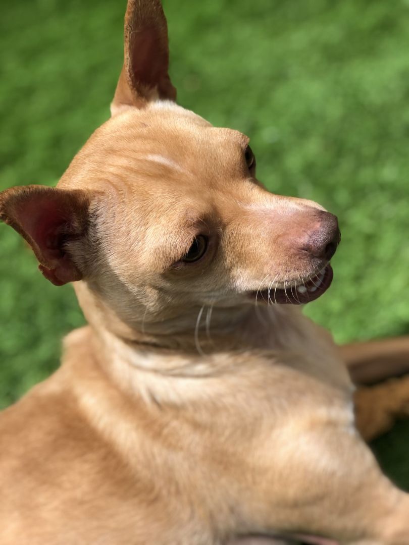 Charlie, a Adoptable mixed breed image 2/6