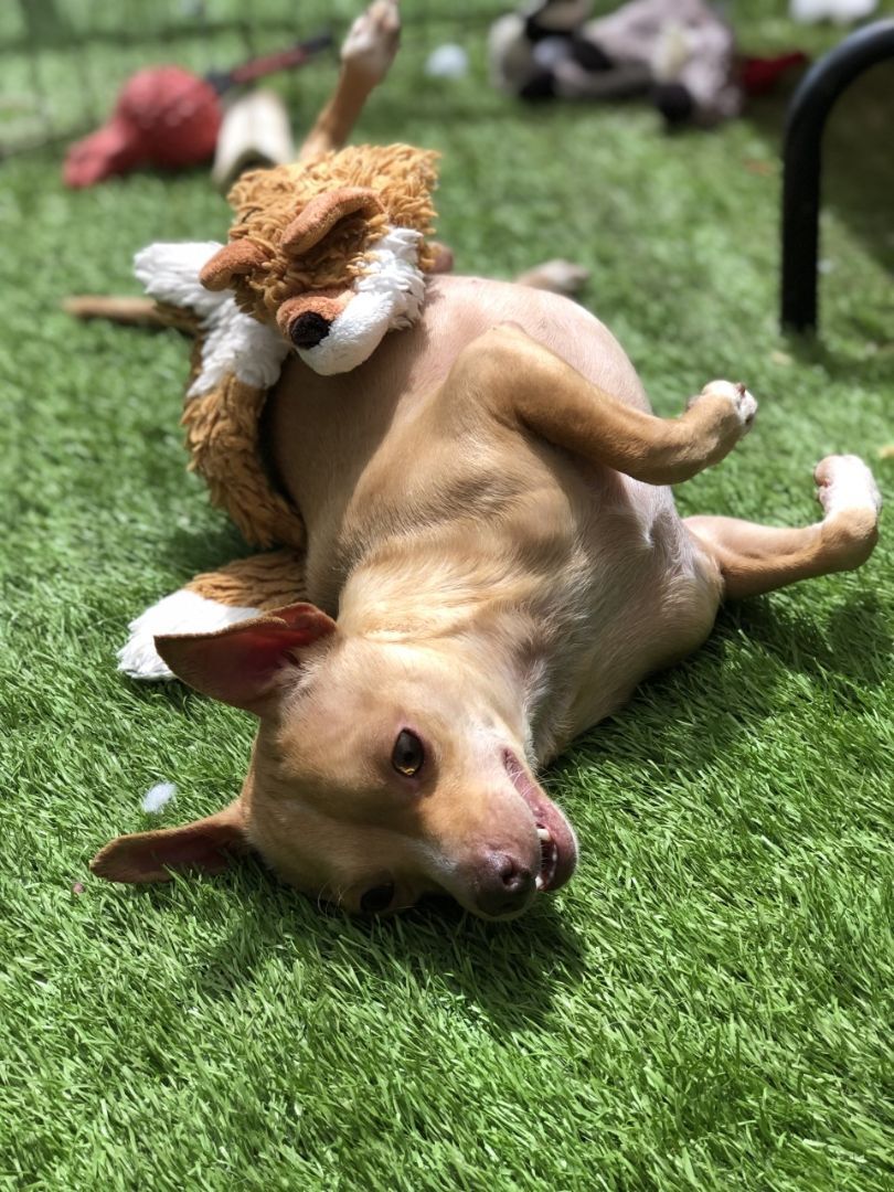 Charlie, a Adoptable mixed breed image 3/6