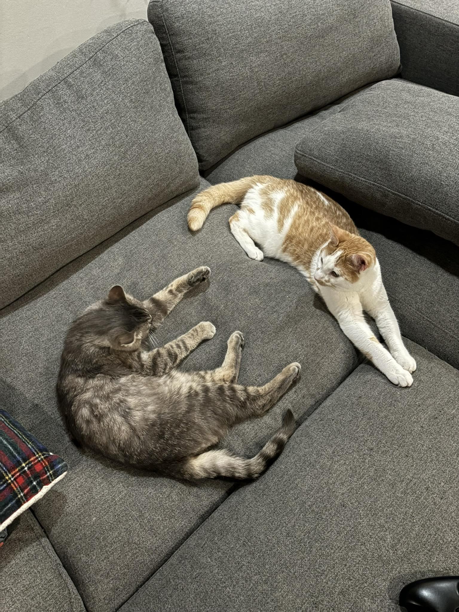 Enlarge LOUIE, a Adoptable mixed breed in Shakespeare, ON image 4/4