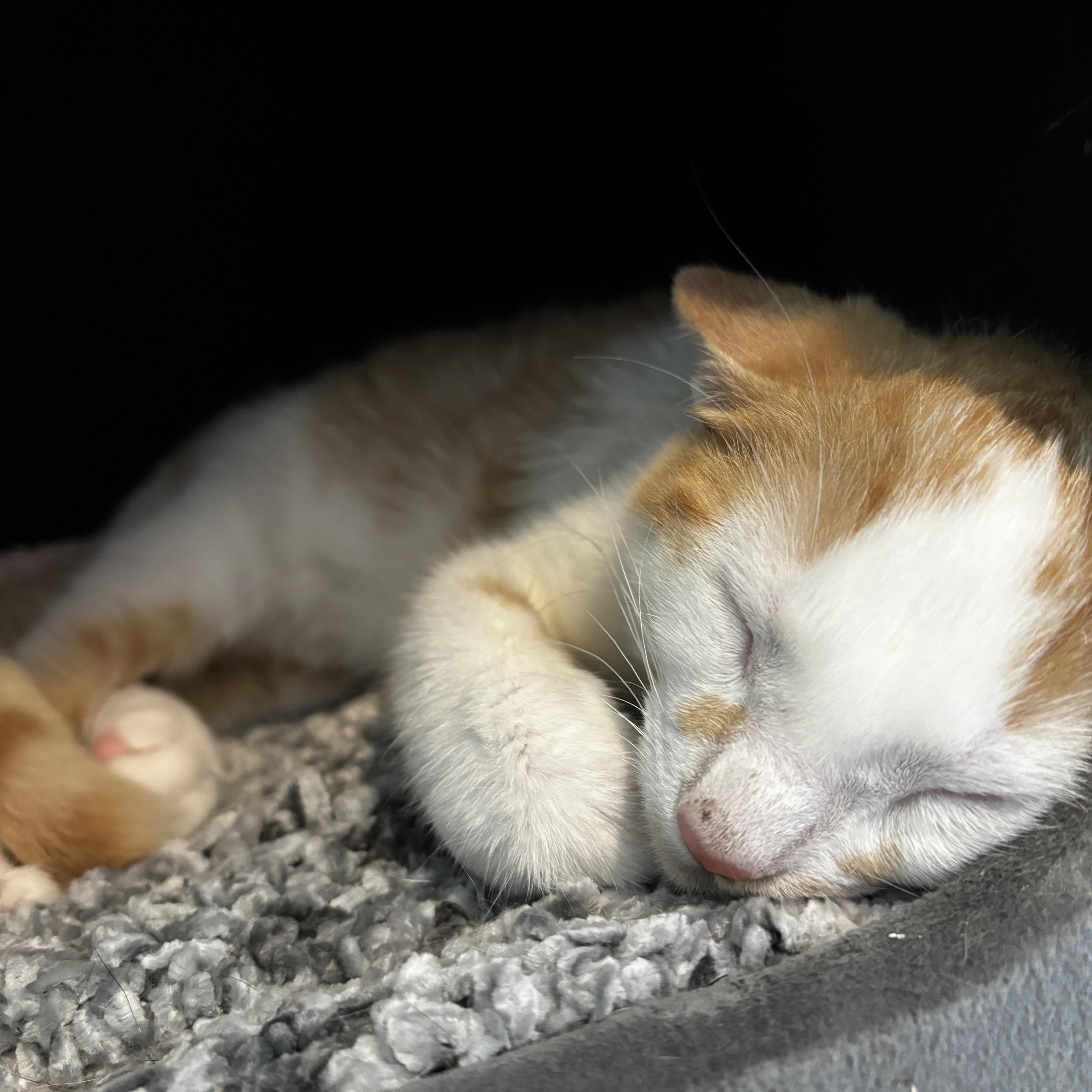 LOUIE, a Adoptable mixed breed in Shakespeare, ON image 2/3