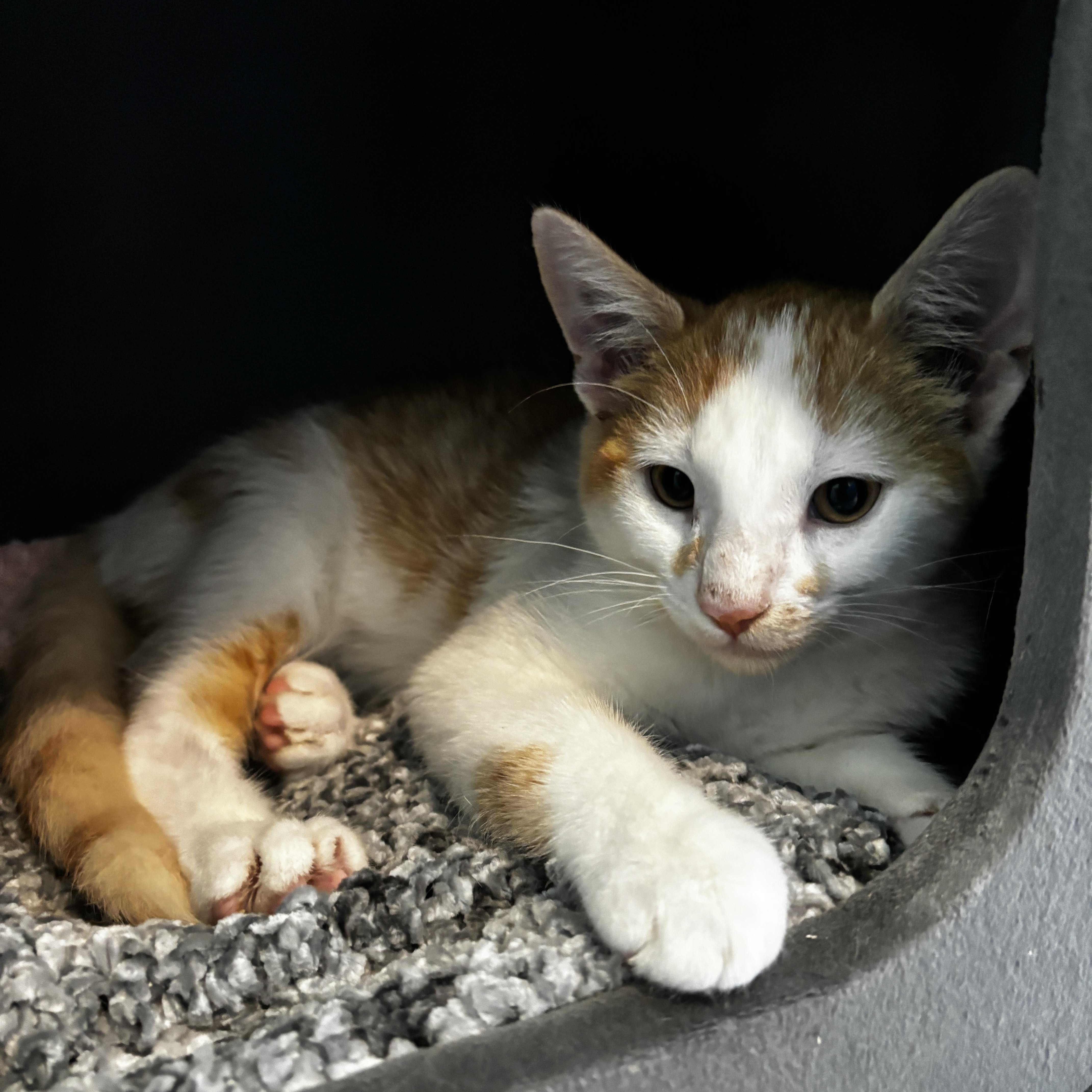 LOUIE, a Adoptable mixed breed in Shakespeare, ON image 3/3