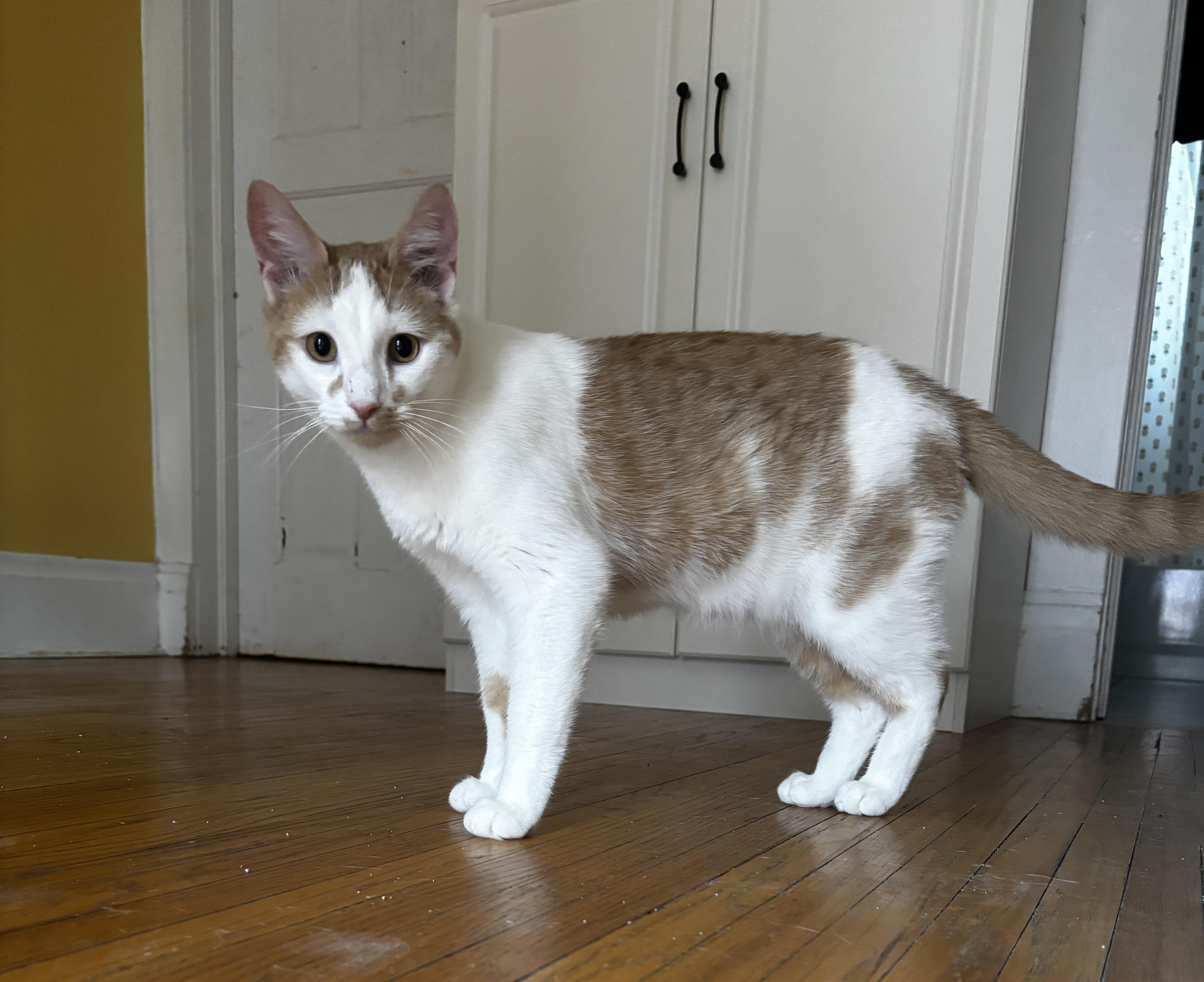 LOUIE, a Adoptable mixed breed in Shakespeare, ON image 1/3