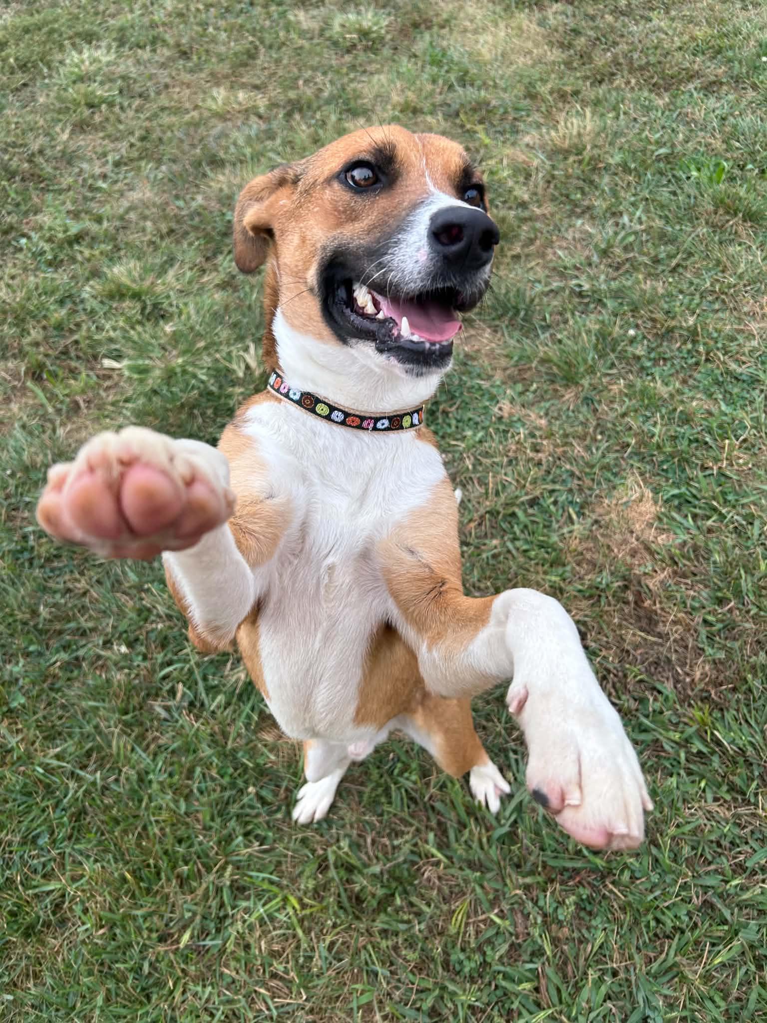 Enlarge Napa, a Adoptable Feist in Steeleville, IL image 1/3