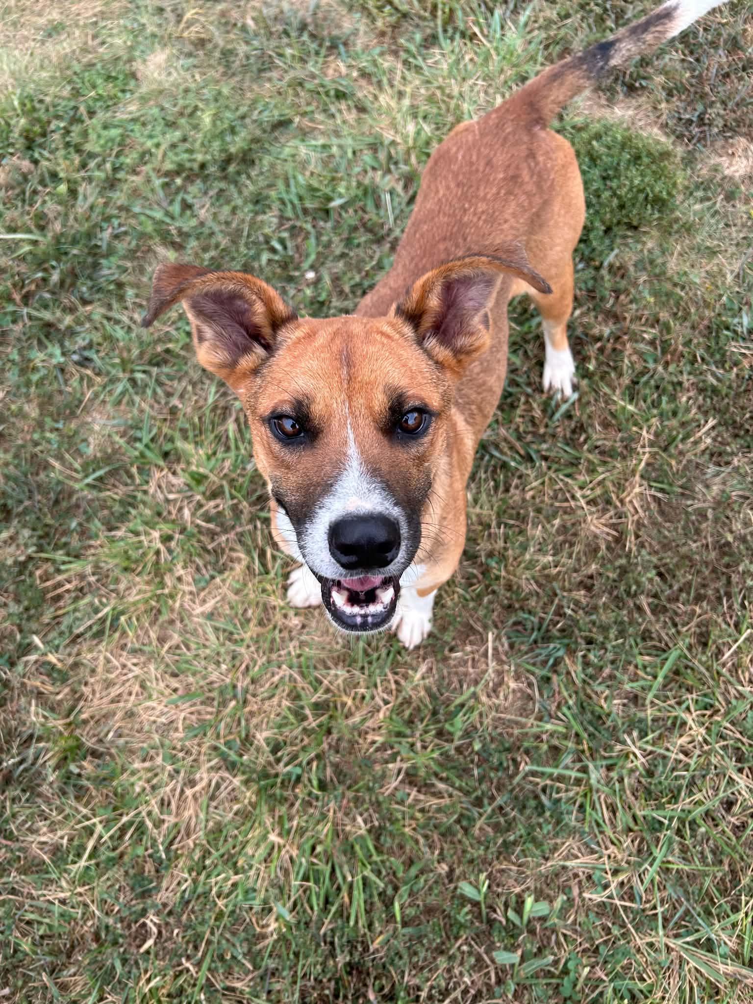 Enlarge Napa, a Adoptable Feist in Steeleville, IL image 2/3