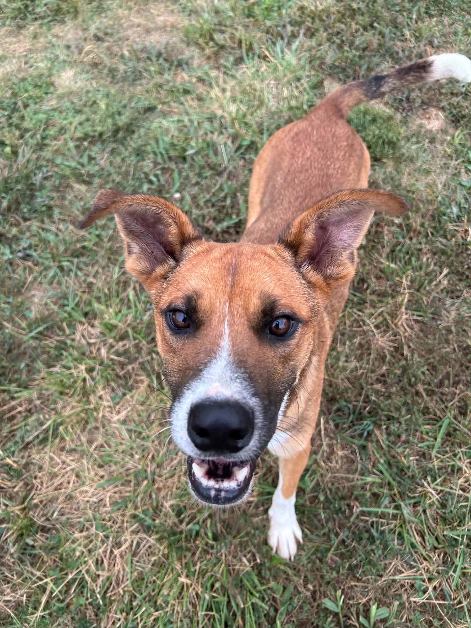 Enlarge Napa, a Adoptable Feist in Steeleville, IL image 3/3