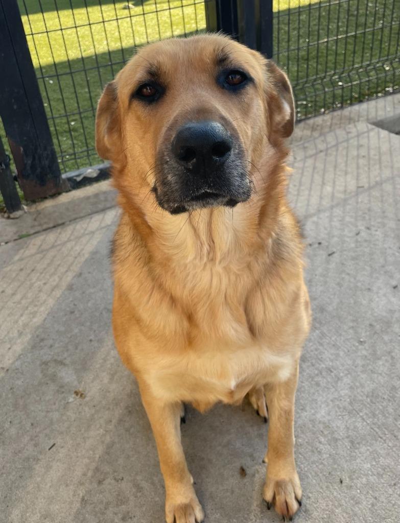 Meadow, Adoptable, Adult Female Shepherd.