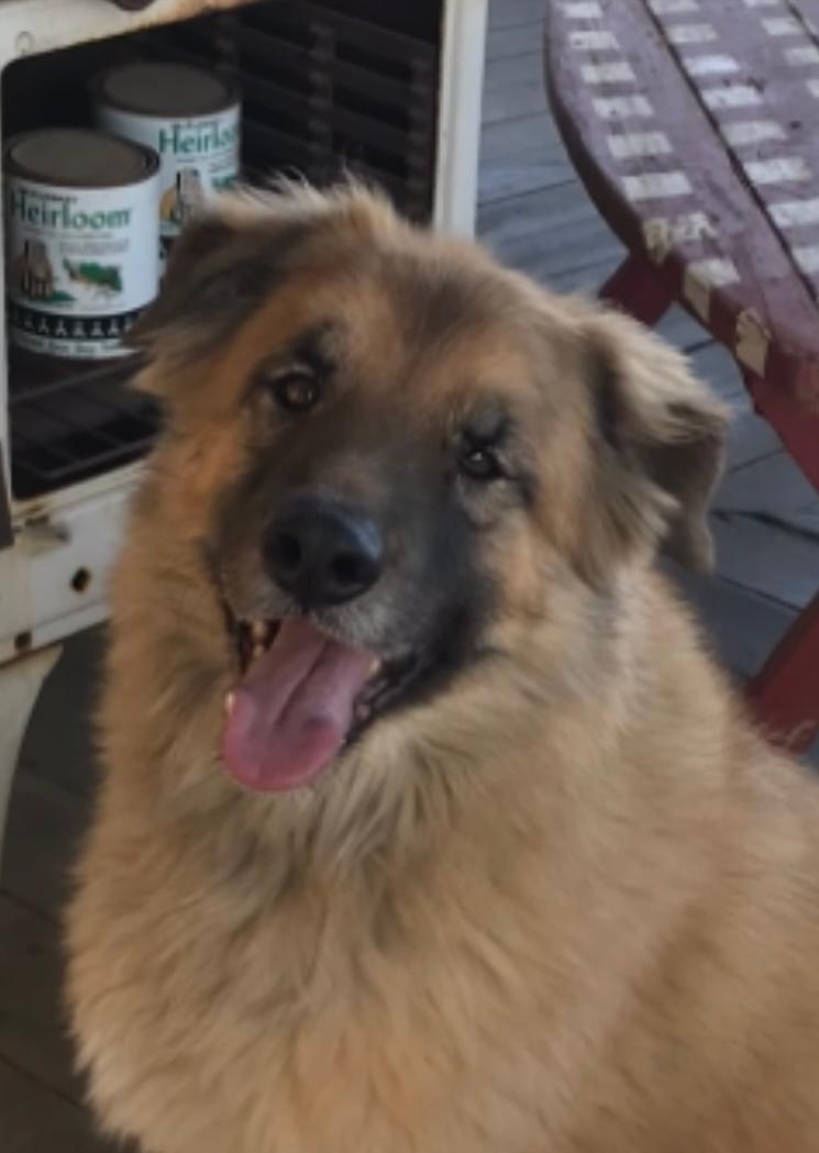 Sawyer, ADOPTABLE, Adult Male Golden Retriever & Shepherd.