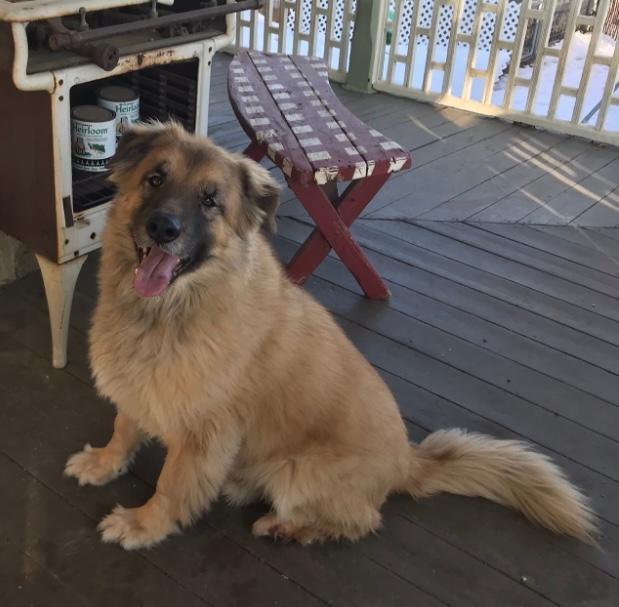 Enlarge Sawyer, a ADOPTABLE mixed breed in Rancho Palos Verdes, CA image 2/4