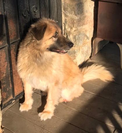 Enlarge Sawyer, a ADOPTABLE mixed breed in Rancho Palos Verdes, CA image 3/4