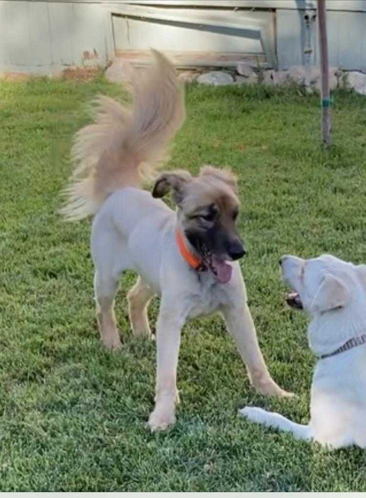 Sawyer, ADOPTABLE, Adult Male Golden Retriever & Shepherd.