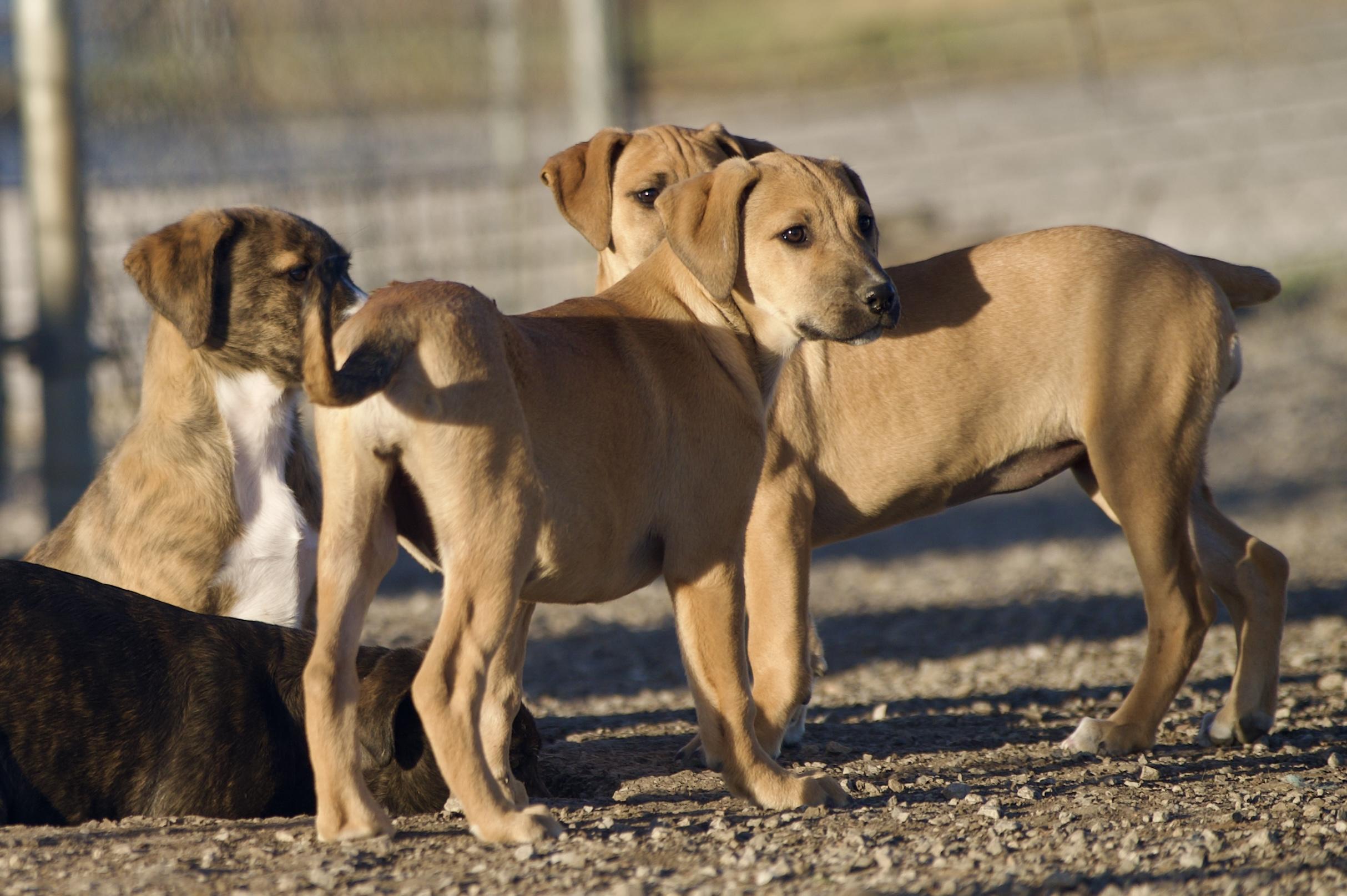 Enlarge Paprika , a Adoptable mixed breed in Hiawatha, KS image 2/4