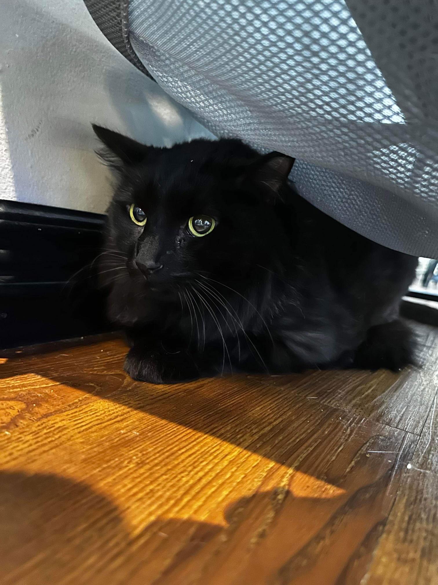 Enlarge Solstice, a Adoptable Domestic Long Hair in Lake Saint Louis, MO image 1/2