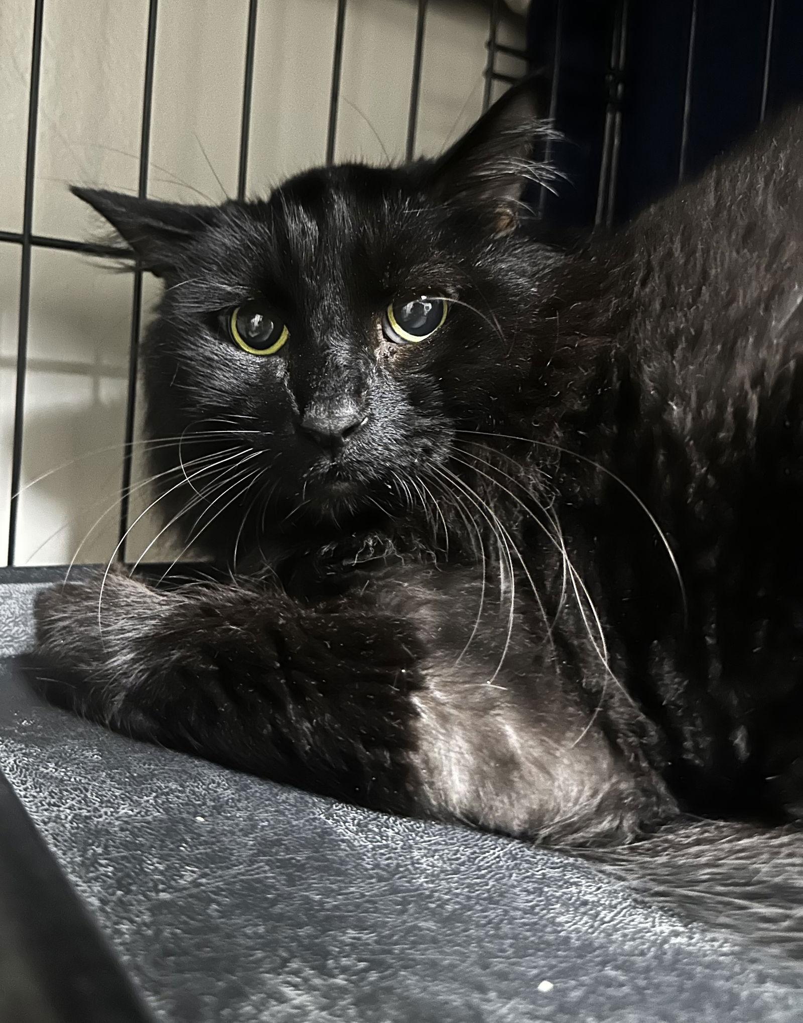 Enlarge Solstice, a Adoptable Domestic Long Hair in Lake Saint Louis, MO image 2/2