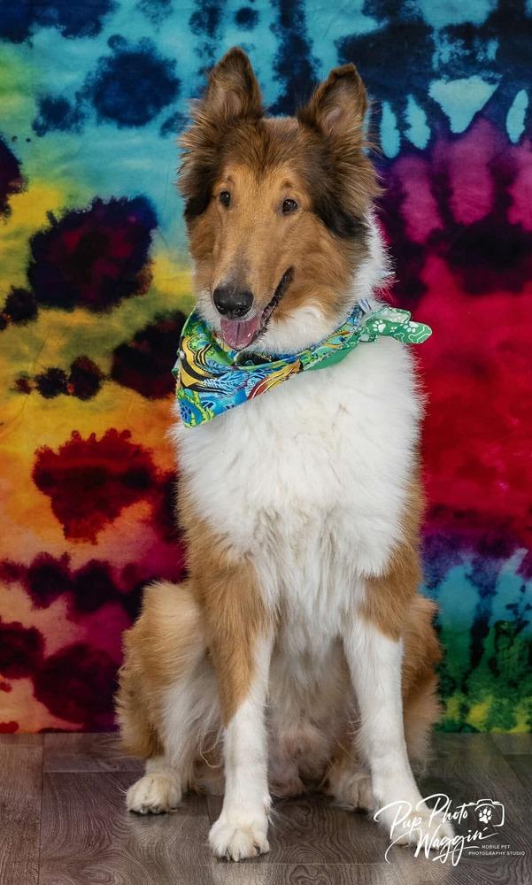 Enlarge Toby, a Adopted Collie in TULSA, OK image 1/3