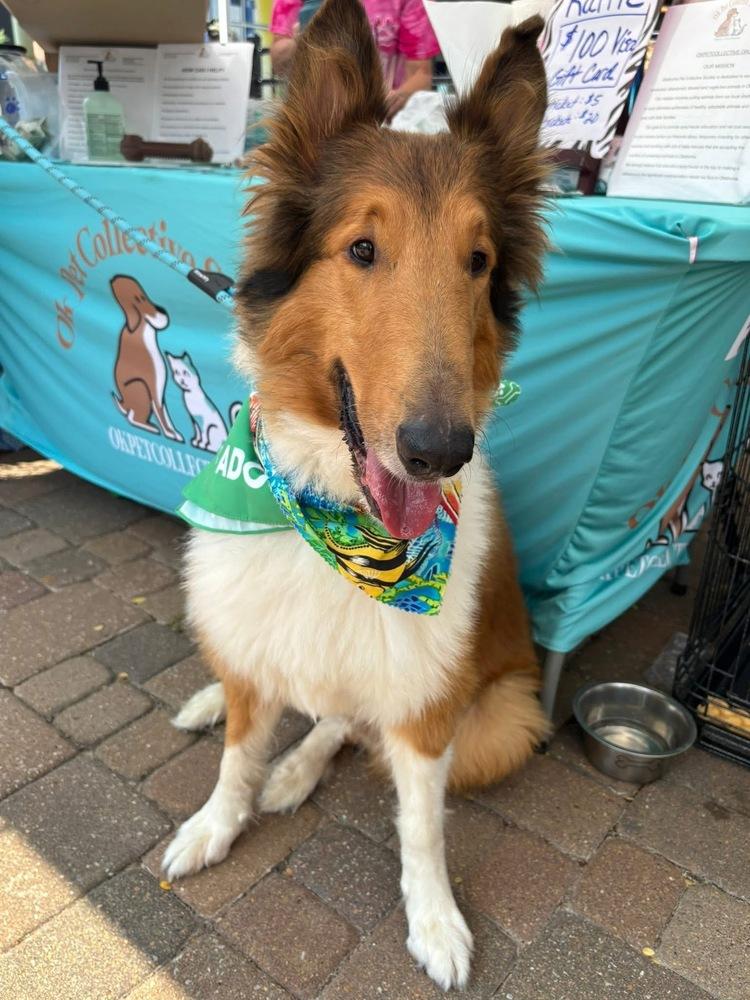 Enlarge Toby, a Adopted Collie in TULSA, OK image 2/3