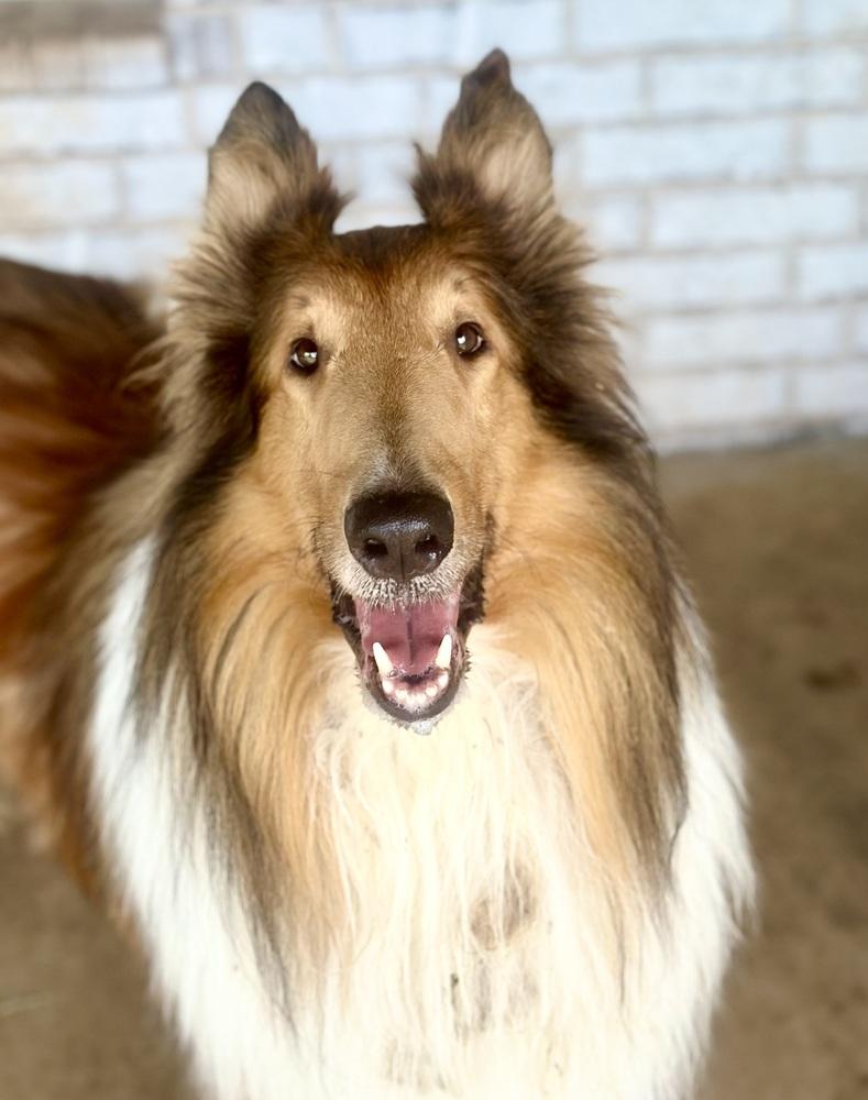 Enlarge Toby, a Adopted Collie in TULSA, OK image 3/3