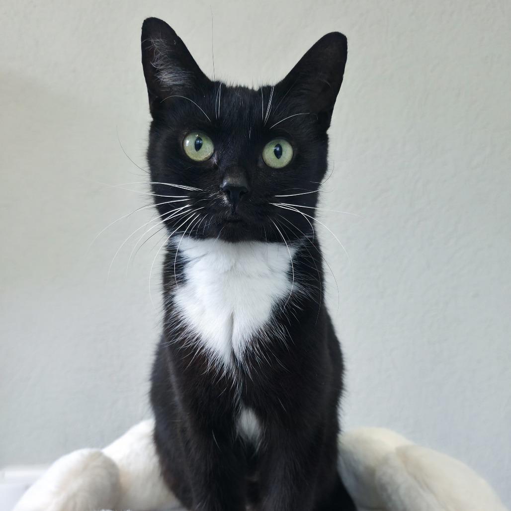 Hera, Adoptable, Adult Female Domestic Short Hair.