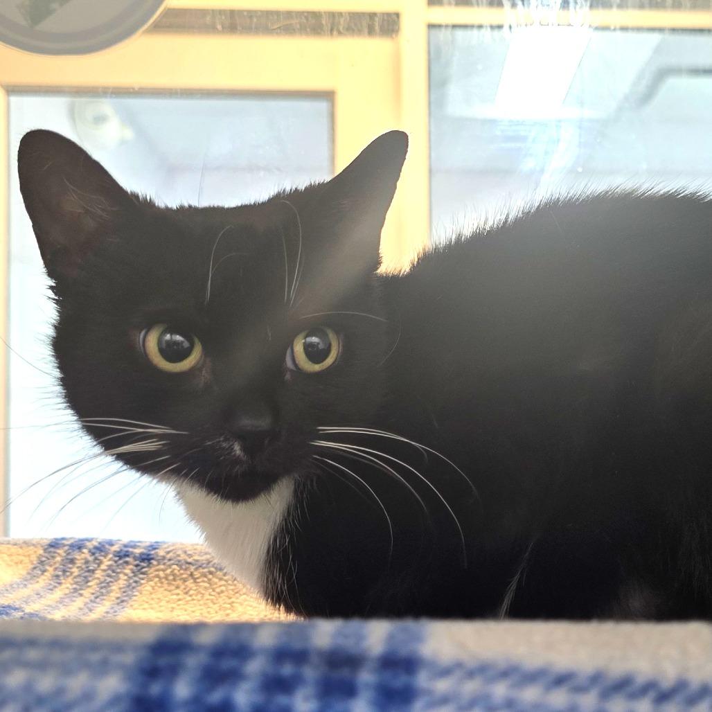 Enlarge Hera, a Adoptable Domestic Short Hair in Fort Wayne, IN image 2/6