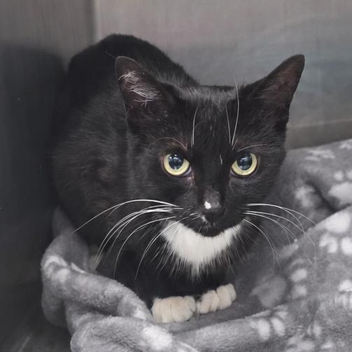 Enlarge Hera, a Adoptable Domestic Short Hair in Fort Wayne, IN image 3/6