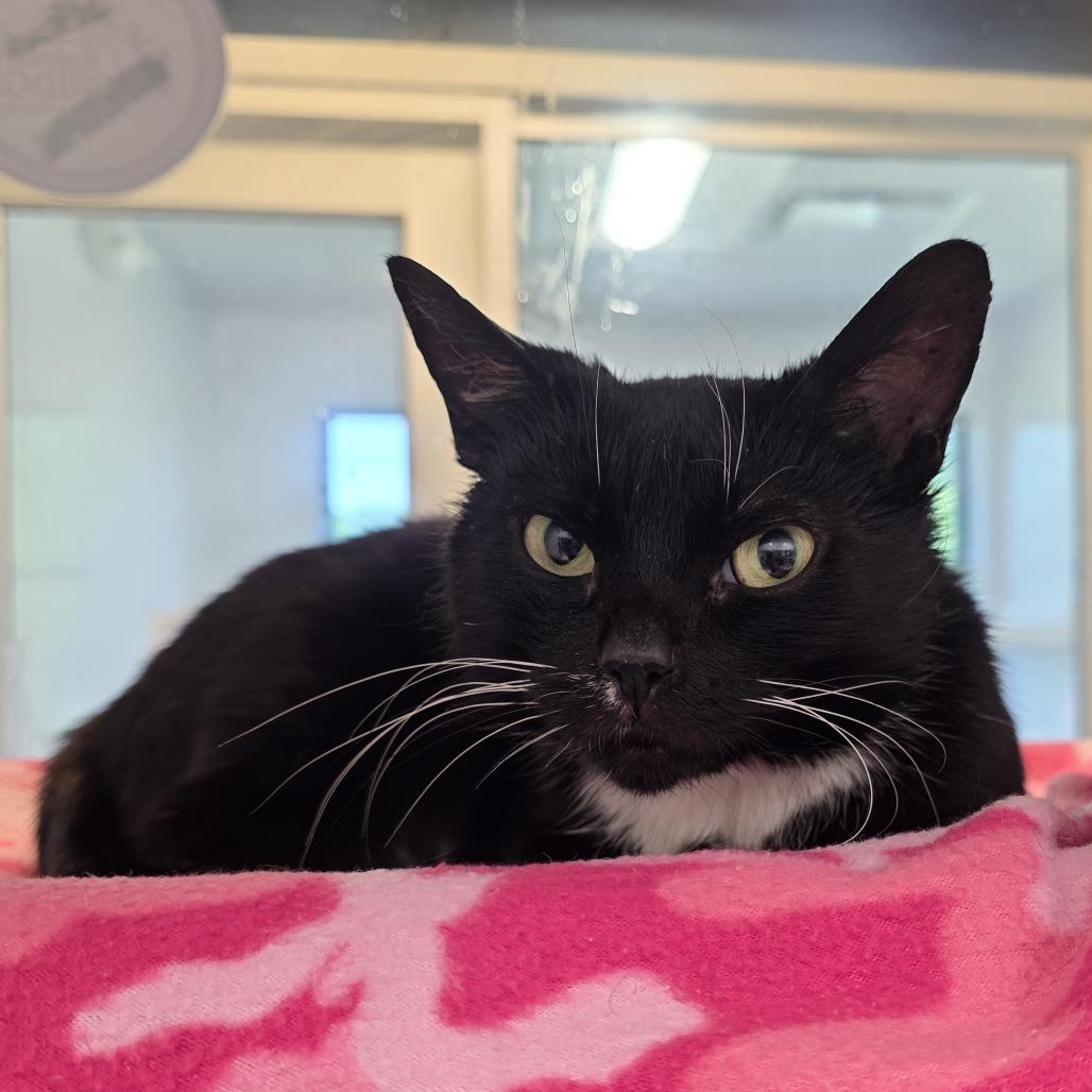 Enlarge Hera, a Adoptable Domestic Short Hair in Fort Wayne, IN image 4/6