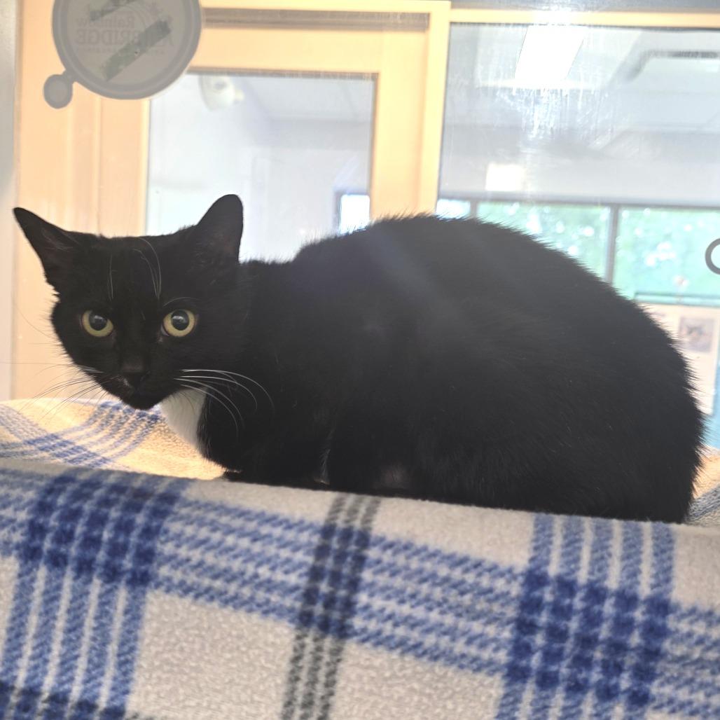 Enlarge Hera, a Adoptable Domestic Short Hair in Fort Wayne, IN image 5/6