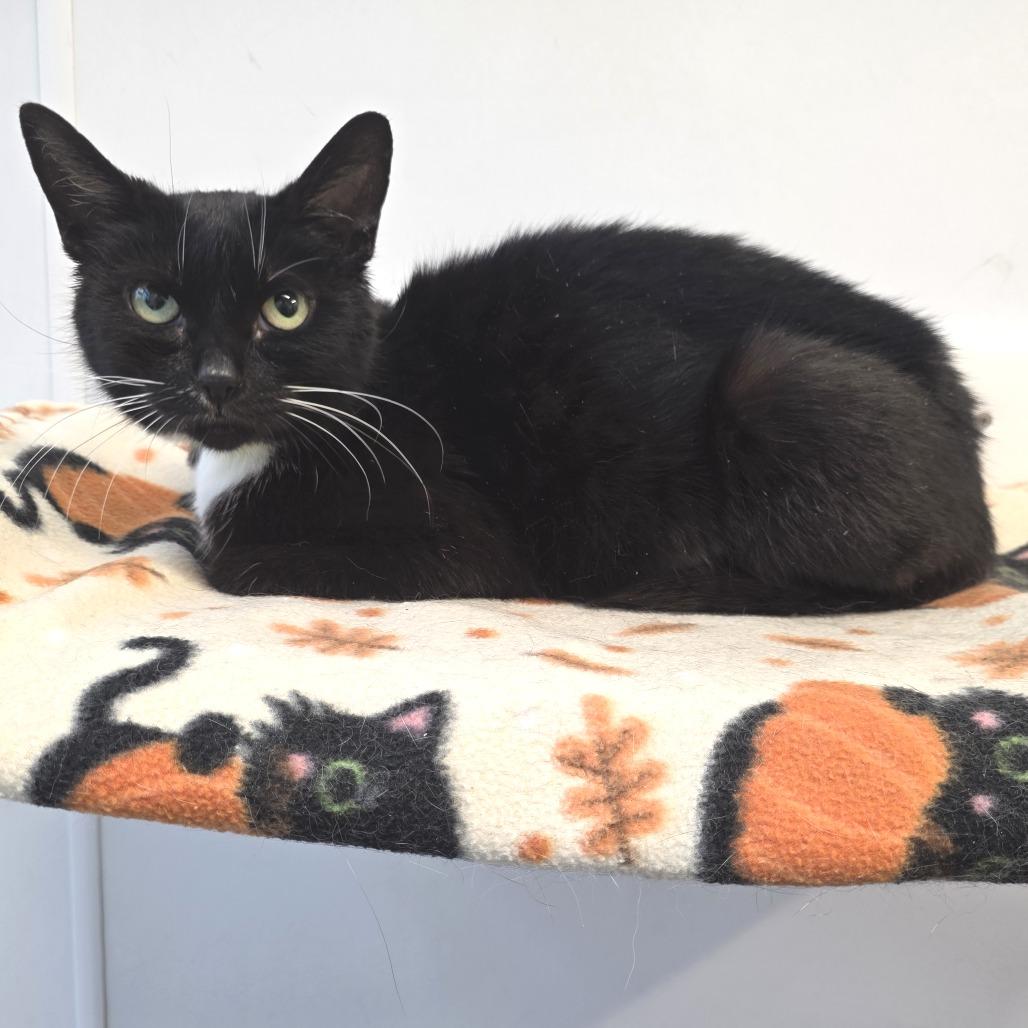 Enlarge Hera, a Adoptable Domestic Short Hair in Fort Wayne, IN image 6/6