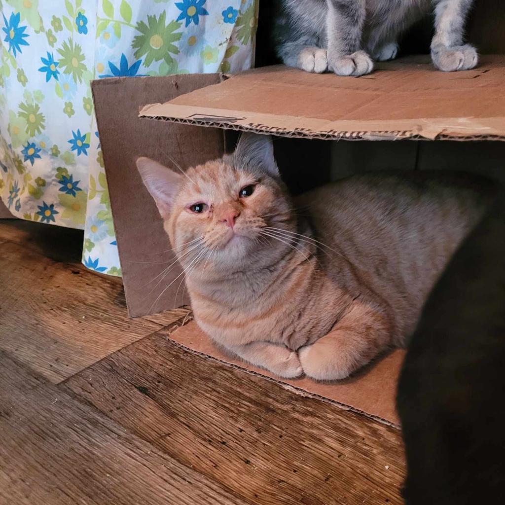 Emmaline, Adoptable, Adult Female Domestic Short Hair.