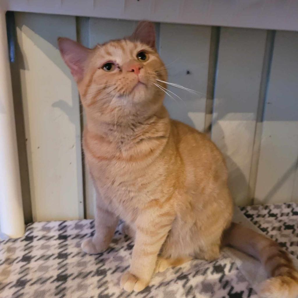 Enlarge Emmaline, a Adoptable Domestic Short Hair in Liberty, IN image 2/2