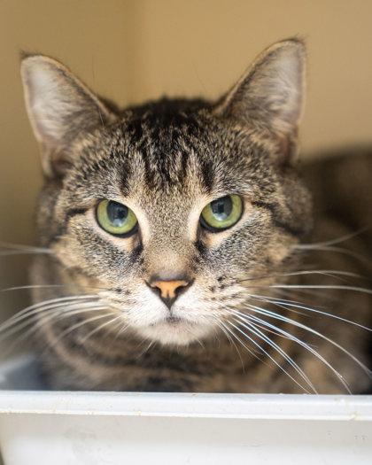 Enlarge Mrs. Kitty, a Adoptable mixed breed in Pequot Lakes, MN image 1/1