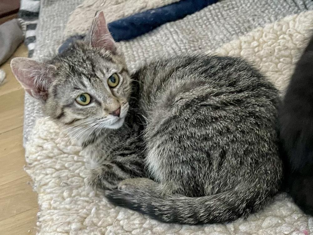 Serrano, Adoptable, Kitten Male Domestic Short Hair.