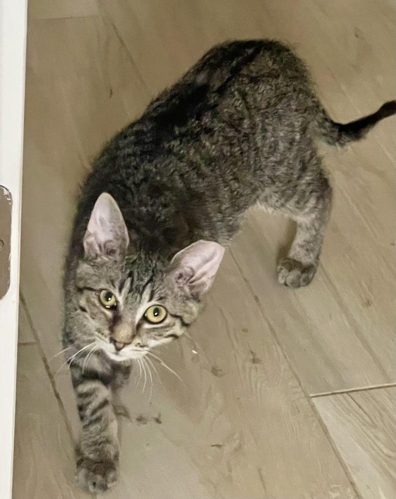 Enlarge Serrano, a Adoptable Domestic Short Hair in Chicago, IL image 2/3