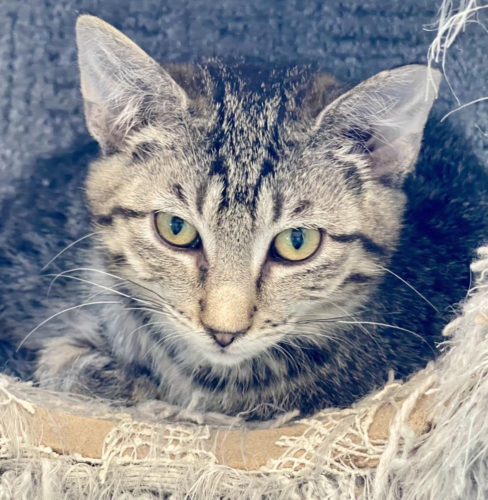 Enlarge Serrano, a Adoptable Domestic Short Hair in Chicago, IL image 3/3