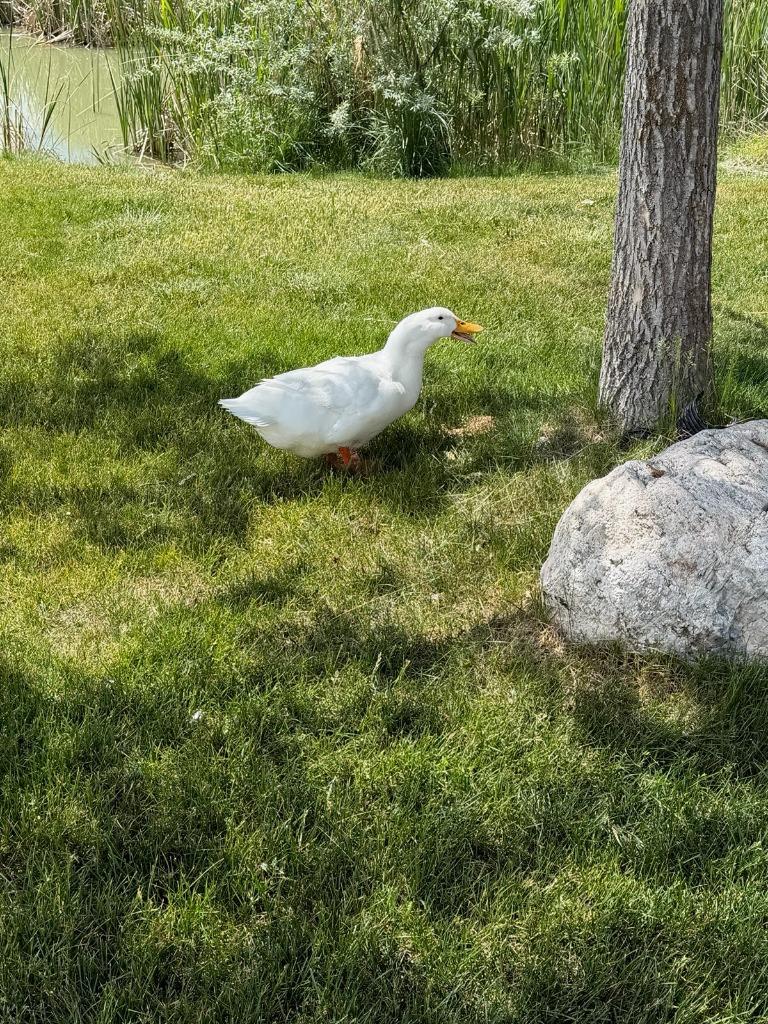 Chella, Adopted, Adult Female Duck.