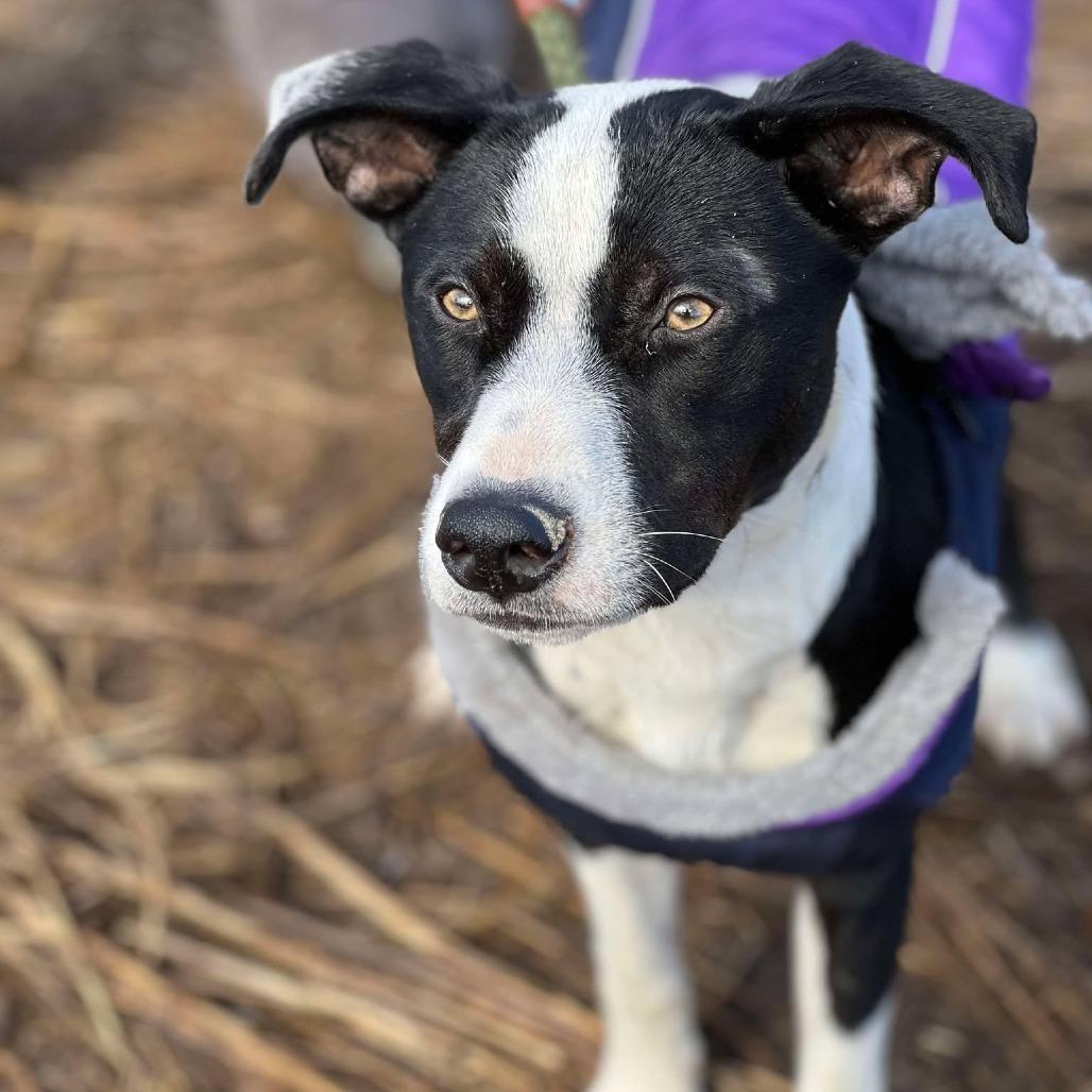 Jojo, Adoptable, Adult Male Mixed Breed.