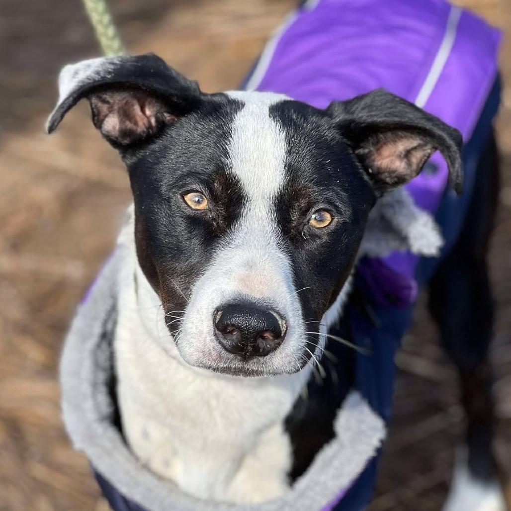 Enlarge Jojo, a Adoptable Mixed Breed in Huntington, WV image 2/6