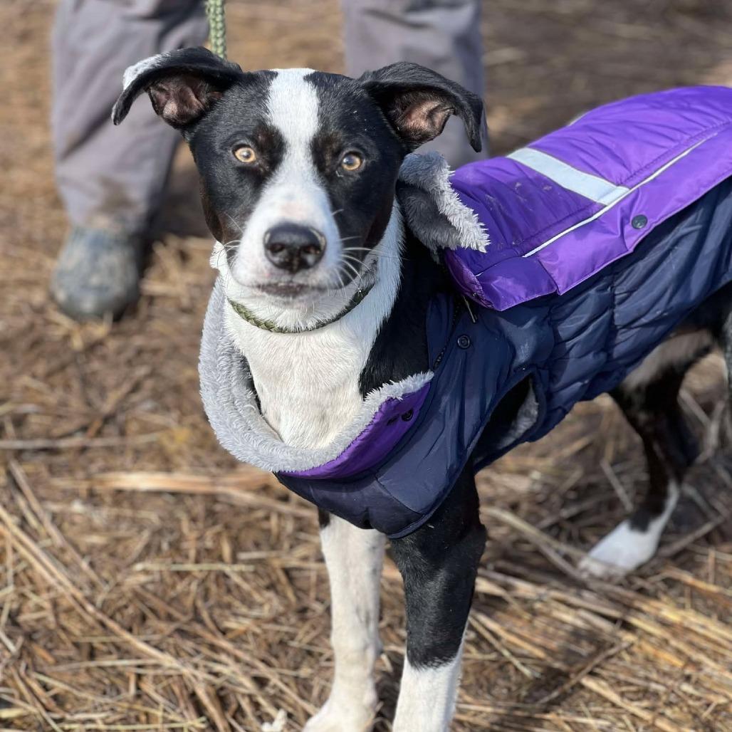 Enlarge Jojo, a Adoptable Mixed Breed in Huntington, WV image 3/6